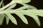 Cuman ragweed